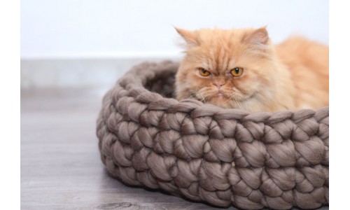 Дизайнерские лежанки для капризных кошек