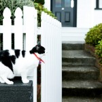 Черно-белый кот подходящий по гамме к интерьеру