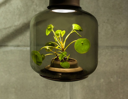 Живые растения в подвесном светильнике